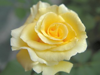 Image showing Yellow Rose