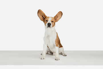 Image showing Small funny dog Beagle posing isolated over white studio background.