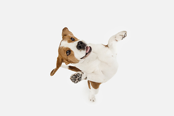 Image showing Small funny dog Beagle posing isolated over white studio background.