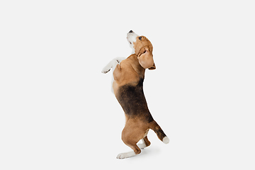 Image showing Small funny dog Beagle posing isolated over white studio background.