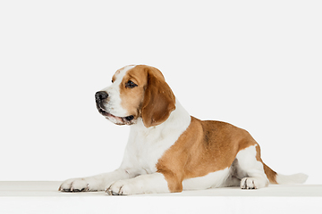 Image showing Small funny dog Beagle posing isolated over white studio background.