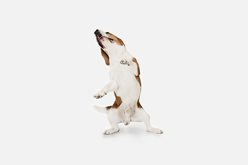 Image showing Small funny dog Beagle posing isolated over white studio background.