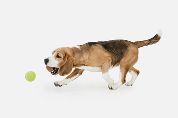 Image showing Small funny dog Beagle posing isolated over white studio background.