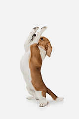 Image showing Small funny dog Beagle posing isolated over white studio background.