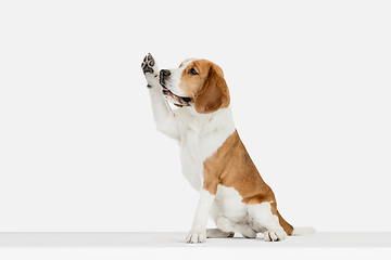 Image showing Small funny dog Beagle posing isolated over white studio background.