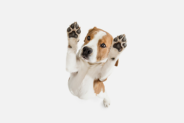 Image showing Small funny dog Beagle posing isolated over white studio background.