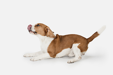 Image showing Small funny dog Beagle posing isolated over white studio background.