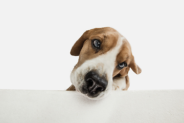 Image showing Small funny dog Beagle posing isolated over white studio background.