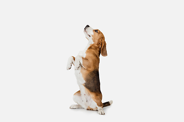 Image showing Small funny dog Beagle posing isolated over white studio background.