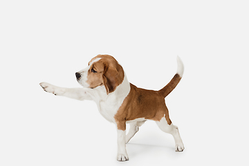 Image showing Small funny dog Beagle posing isolated over white studio background.