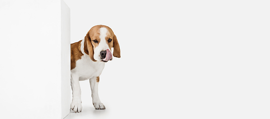 Image showing Small funny dog Beagle posing isolated over white studio background.