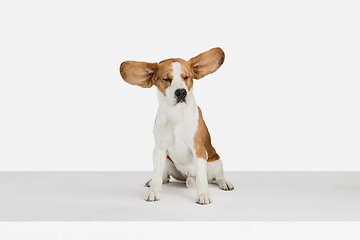 Image showing Small funny dog Beagle posing isolated over white studio background.