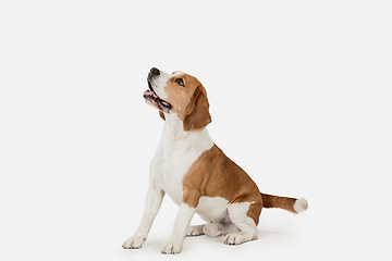 Image showing Small funny dog Beagle posing isolated over white studio background.