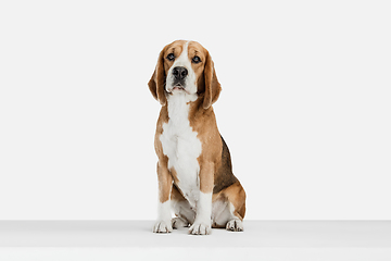 Image showing Small funny dog Beagle posing isolated over white studio background.