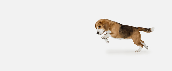 Image showing Small funny dog Beagle posing isolated over white studio background.