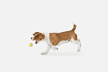 Image showing Small funny dog Beagle posing isolated over white studio background.