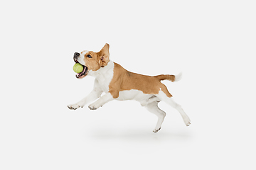 Image showing Small funny dog Beagle posing isolated over white studio background.