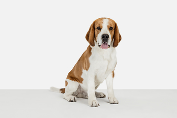 Image showing Small funny dog Beagle posing isolated over white studio background.