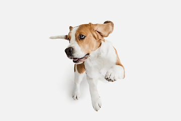 Image showing Small funny dog Beagle posing isolated over white studio background.