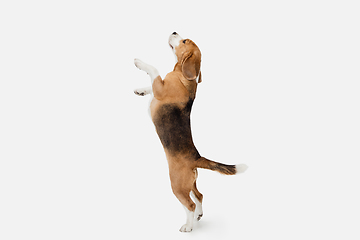 Image showing Small funny dog Beagle posing isolated over white studio background.