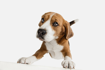 Image showing Small funny dog Beagle posing isolated over white studio background.