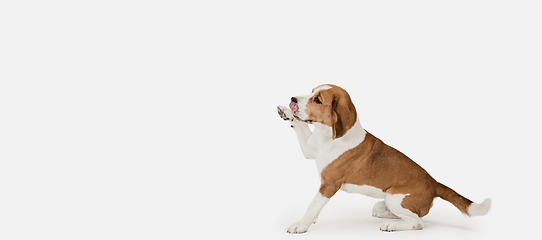 Image showing Small funny dog Beagle posing isolated over white studio background.