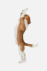 Image showing Small funny dog Beagle posing isolated over white studio background.