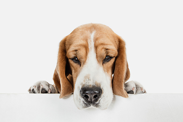 Image showing Small funny dog Beagle posing isolated over white studio background.