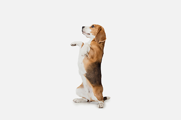 Image showing Small funny dog Beagle posing isolated over white studio background.