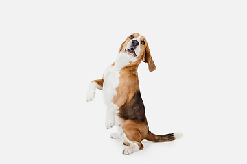 Image showing Small funny dog Beagle posing isolated over white studio background.