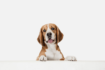 Image showing Small funny dog Beagle posing isolated over white studio background.