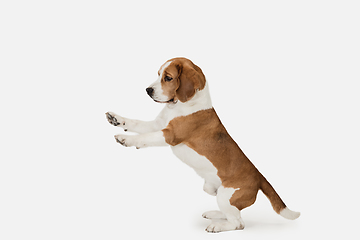 Image showing Small funny dog Beagle posing isolated over white studio background.