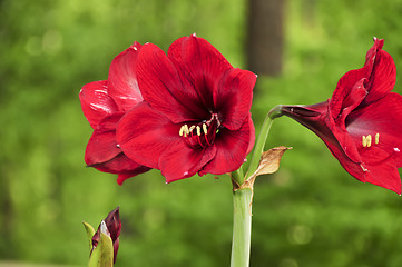 Image showing Red Amerillos blooms