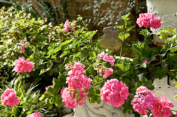 Image showing Pink Geraniums