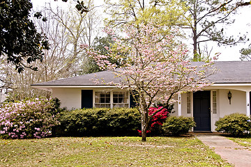 Image showing Pink Flowering Dogwood