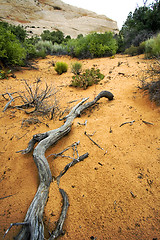 Image showing Path to Sand Dunes in Snow Canyon - Utah