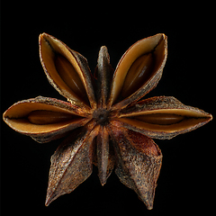 Image showing Macro shot of seed on isolated black background, close-up