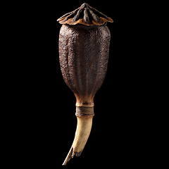 Image showing Macro shot of seed on isolated black background, close-up