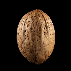 Image showing Macro shot of seed on isolated black background, close-up