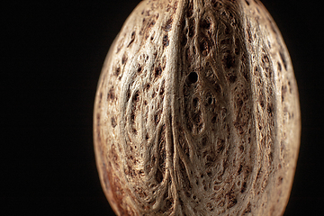 Image showing Macro shot of seed on isolated black background, close-up