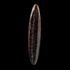 Image showing Macro shot of seed on isolated black background, close-up