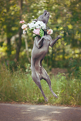 Image showing thai ridgeback dog in flower wreath