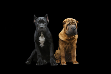 Image showing beautiful two puppy dogs