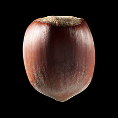 Image showing Macro shot of seed on isolated black background, close-up