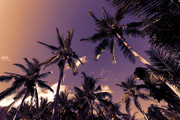 Image showing coco palm tree against blue sky