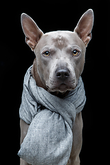 Image showing beautiful thai ridgeback dog in grey scarf