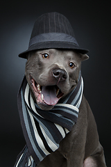 Image showing beautiful thai ridgeback dog in hat and scarf