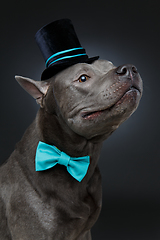 Image showing beautiful thai ridgeback dog in high hat and bow