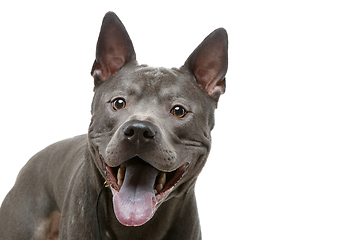 Image showing beautiful blue thai ridgeback dog