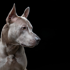 Image showing beautiful blue thai ridgeback dog